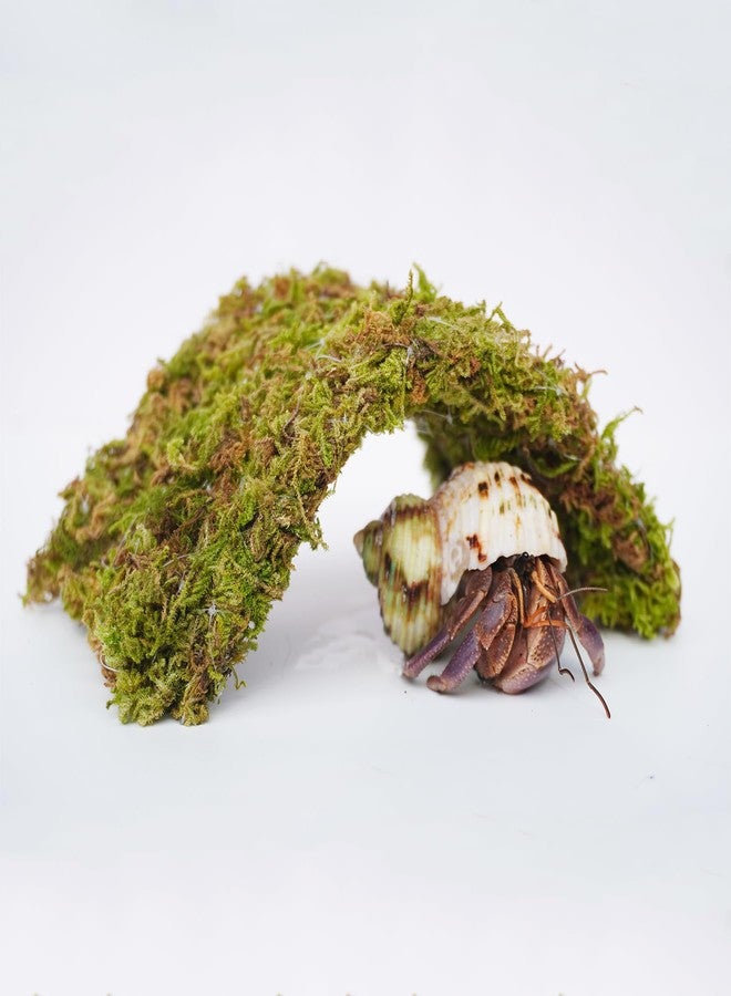 Begeterday Hermit Crab Accessories 7PCS, Include 5PCS Hermit Crab Shells, 1PCS Climbing Toy and 1PCS Hermit Crab Hideout - Image 4